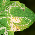 Atac de larva Musca miniera (Liriomyza Trifolii)