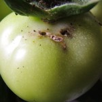 Atac de Molia tomatelor(Tuta absoluta) la fruct