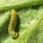 Larva de Molia tomatelor(Tuta absoluta)
