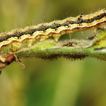 Larva de Omida fructelor (Helicoverpa armigera)