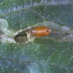 Larva de Musca miniera (Liriomyza Trifolii)