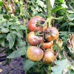 Mana tomatelor (Phytophthora infestans)