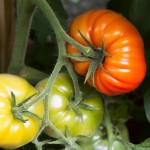 Bolile tomatelor