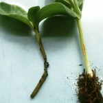 Caderea plantutelor (Pythium debaryanum)