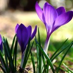 close-up-of-blooming-crocus_00450736
