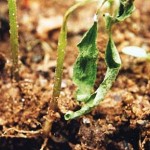  Caderea plantutelor (Pythium debaryanum)