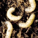 Larve Ratisoara Porumbului / Gargarita frunzelor de porumb (Tanymecus dilaticollis)