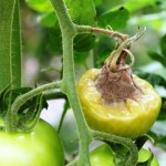 Putregaiul cenusiu (Botrytis cinerea) la fructe