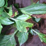 Frunze afectate de Ofilirea vasculara (Verticillium dahliae)