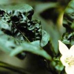 Paduchele verde (Myzus Persicae) - atac la frunze